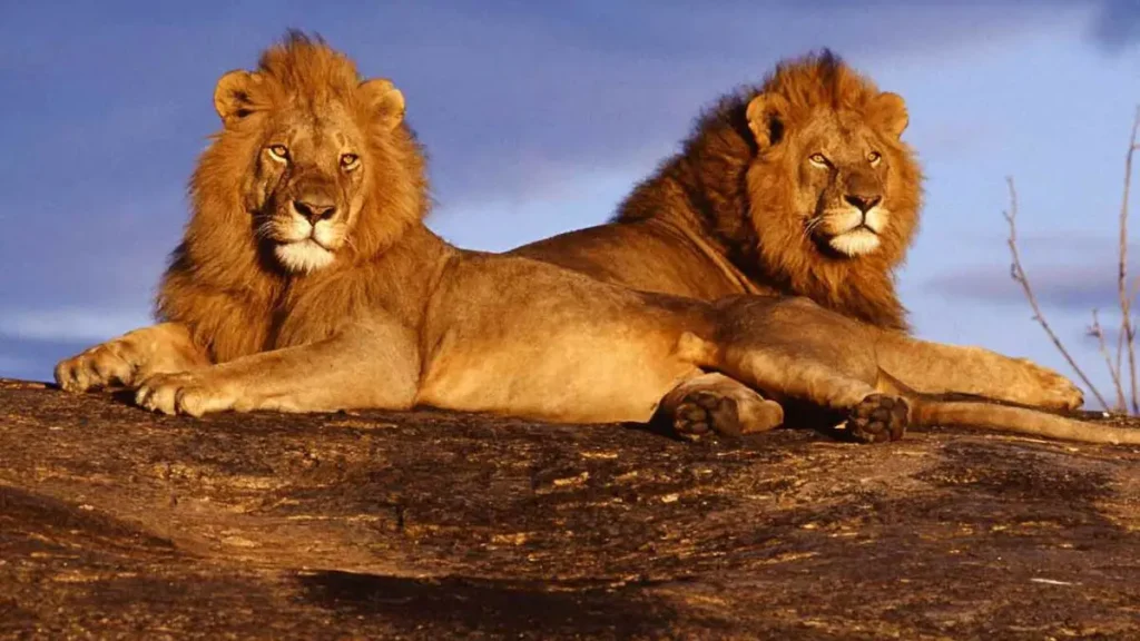Tsavo national park safari