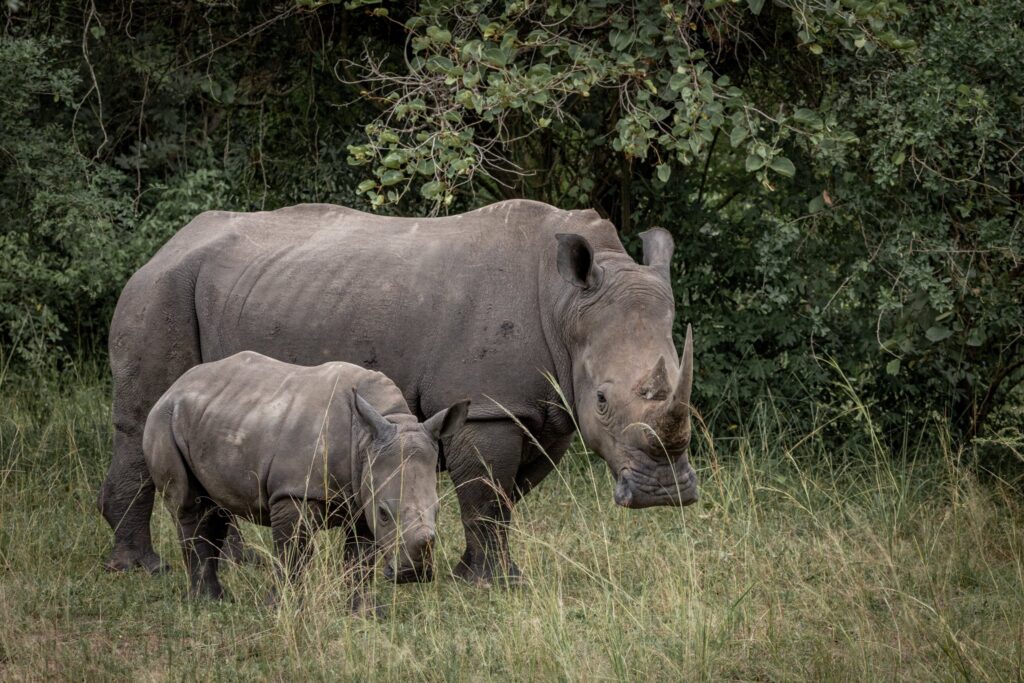 Uganda Wildlife Safari 2026