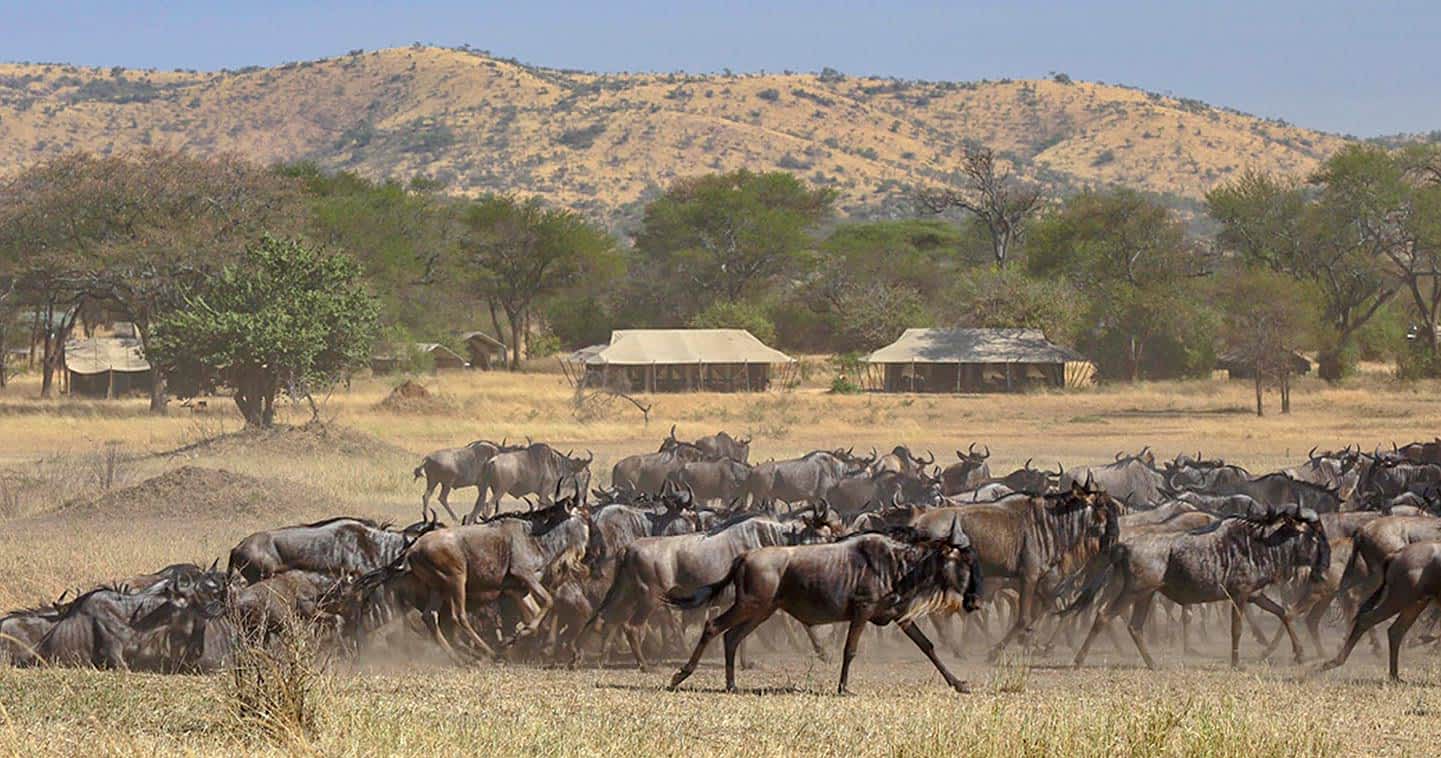 Western Serengeti Corridor Safari