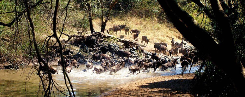 Western Serengeti Corridor Safari