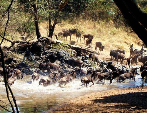 Western Serengeti Corridor Safari