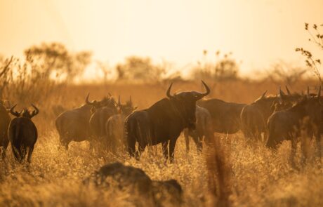 What Animals Follow the Great Migration Besides Wildebeest
