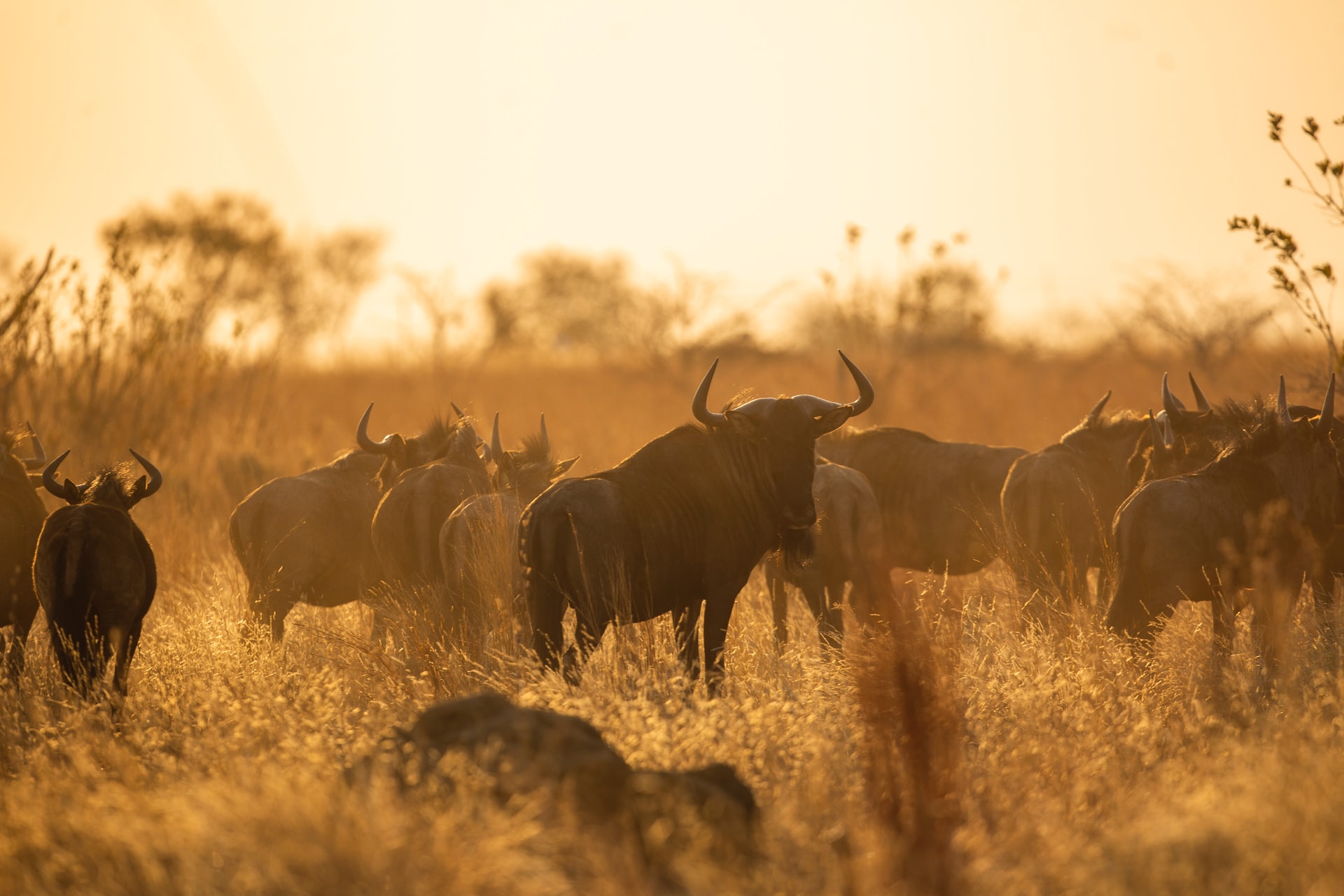 What Animals Follow the Great Migration Besides Wildebeest