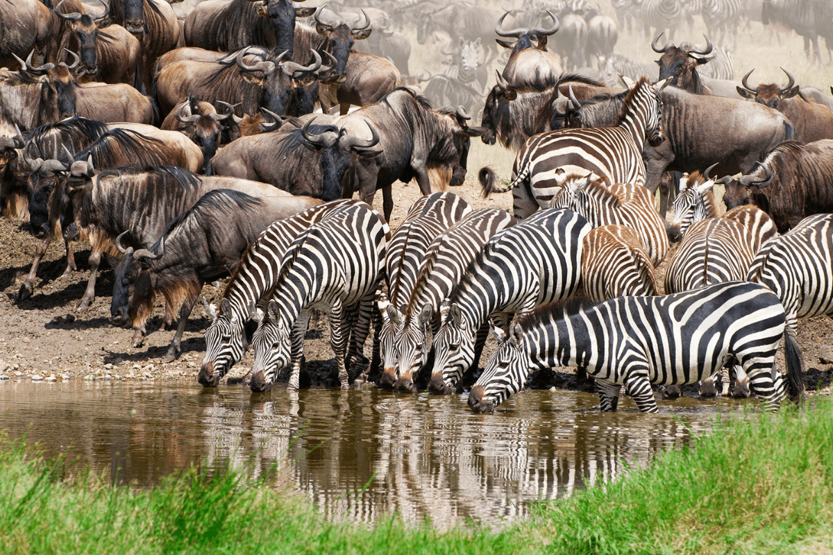 What Animals Follow the Great Migration Besides Wildebeest