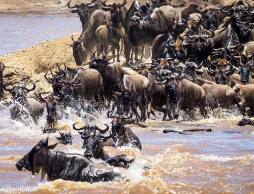 What Animals Follow the Great Migration Besides Wildebeest