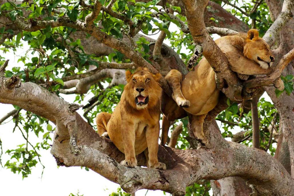 Where to See Tree-Climbing Lions in Uganda