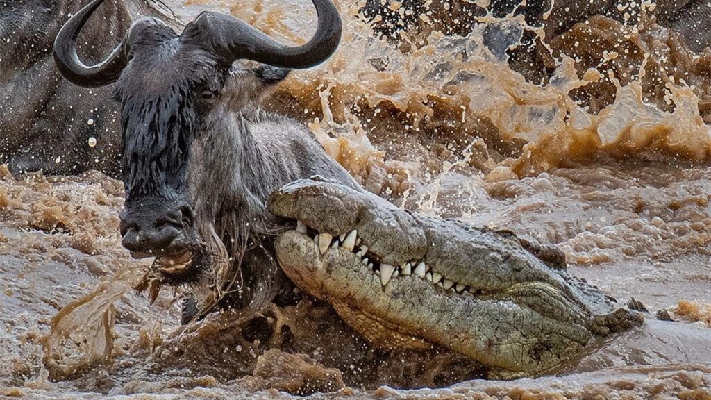 Why Do Wildebeest Cross the River Despite the Crocodiles?