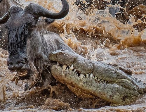Why Do Wildebeest Cross the River Despite the Crocodiles?