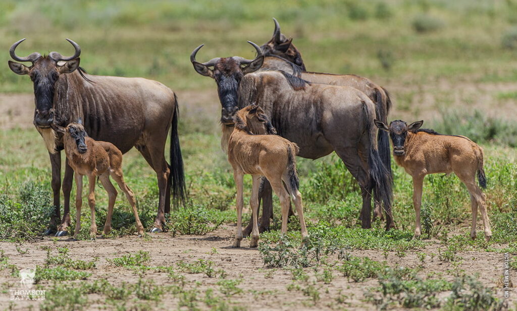 Wildebeest Calving Season