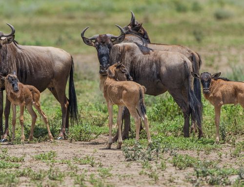Wildebeest Calving Season