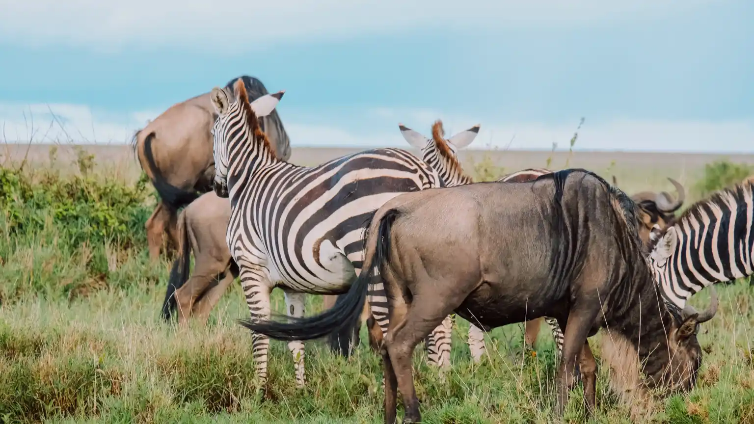 Zebra Migration vs Wildebeest