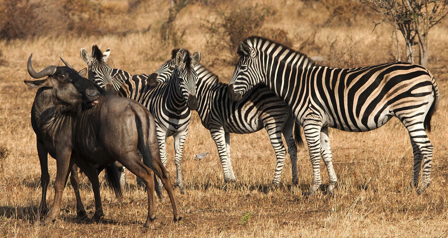 Zebra Migration vs Wildebeest