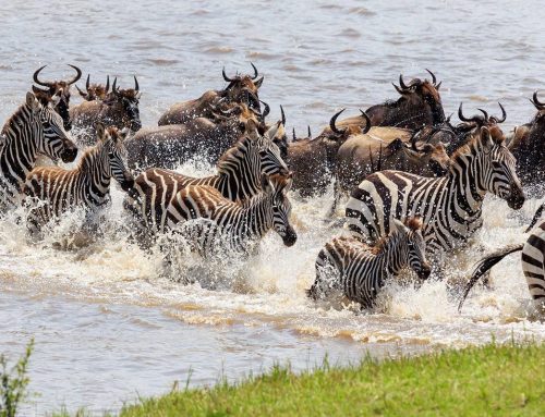 Zebra Migration vs Wildebeest