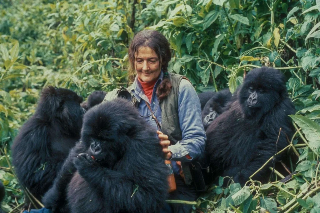 How Much Is Rwanda Gorilla Trekking?