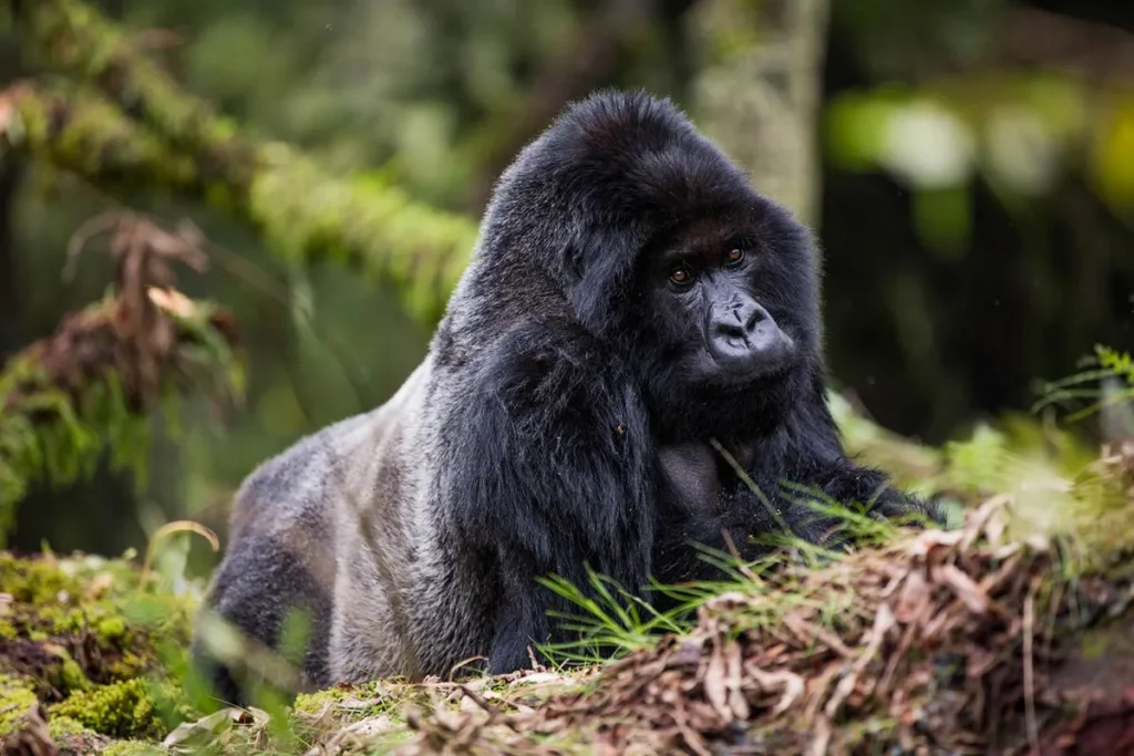gorilla trekking tour