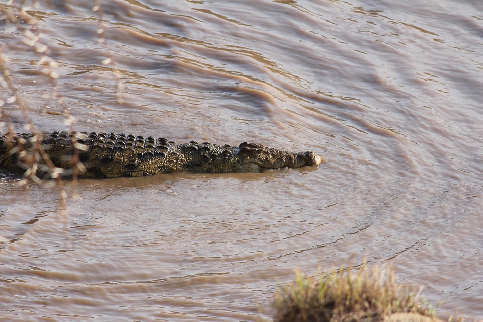 7 Days Uganda, Kenya and Tanzania Migration Safari