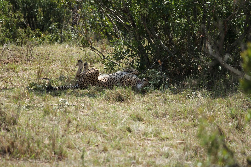 7 Day Great Migration Safari