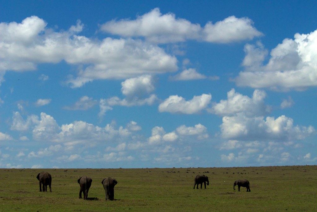 3 Days Kenya Luxury Fly-In Migration Safari