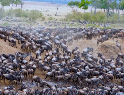 Great Migration August
