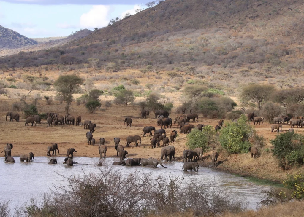mkomazi national park