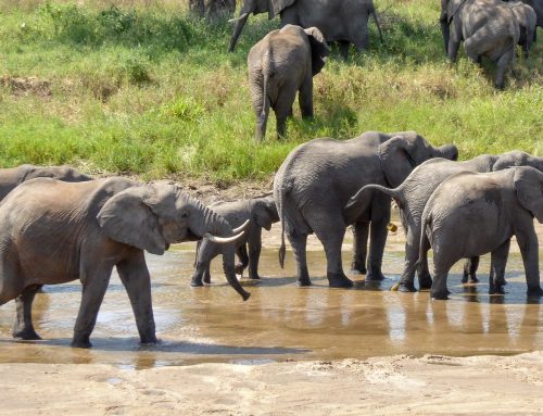 How to Enjoy Travelling in Tanzania