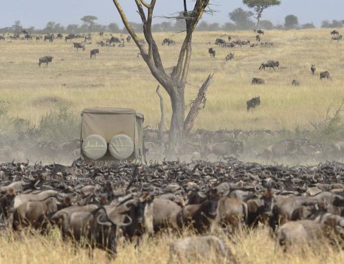 Great Migration 2026