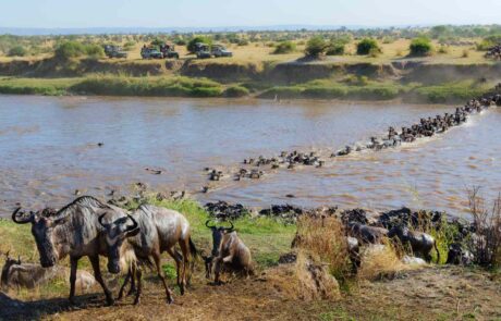 Flight to Northern Serengeti – Migration Safari