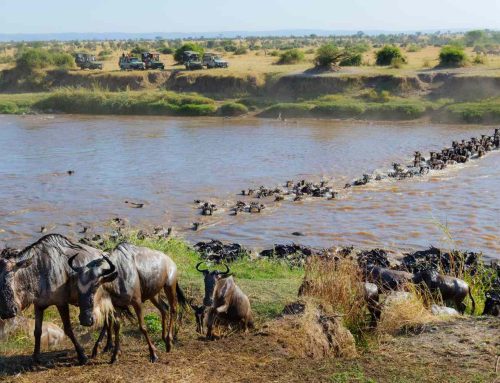 What Triggers the Great Migration?