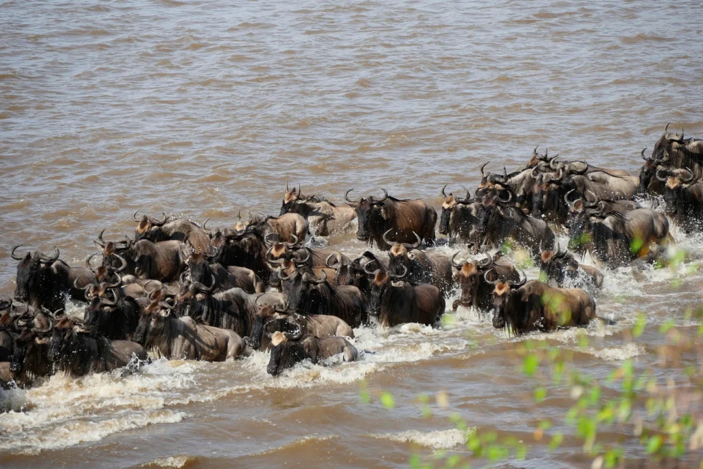 10-Day Great Migration Itinerary