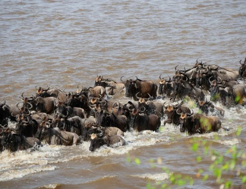 10-Day Great Migration Itinerary: Serengeti and Maasai Mara