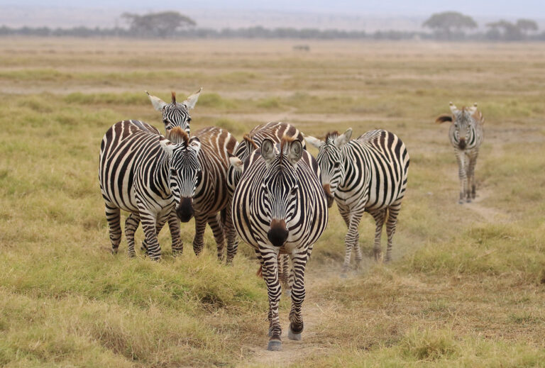 10 Days Serengeti to Ngorongoro to Amboseli to Masai Mara to Volcanoes to Bwindi Impenetrable East Africa Journey