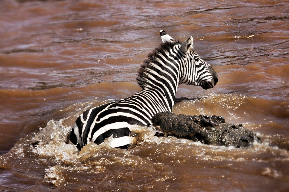 Best Camera Settings for the Mara River Crossing