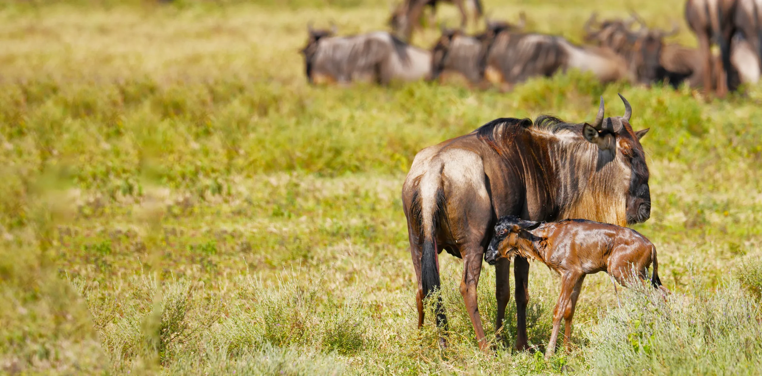 Budget Great Migration Safari