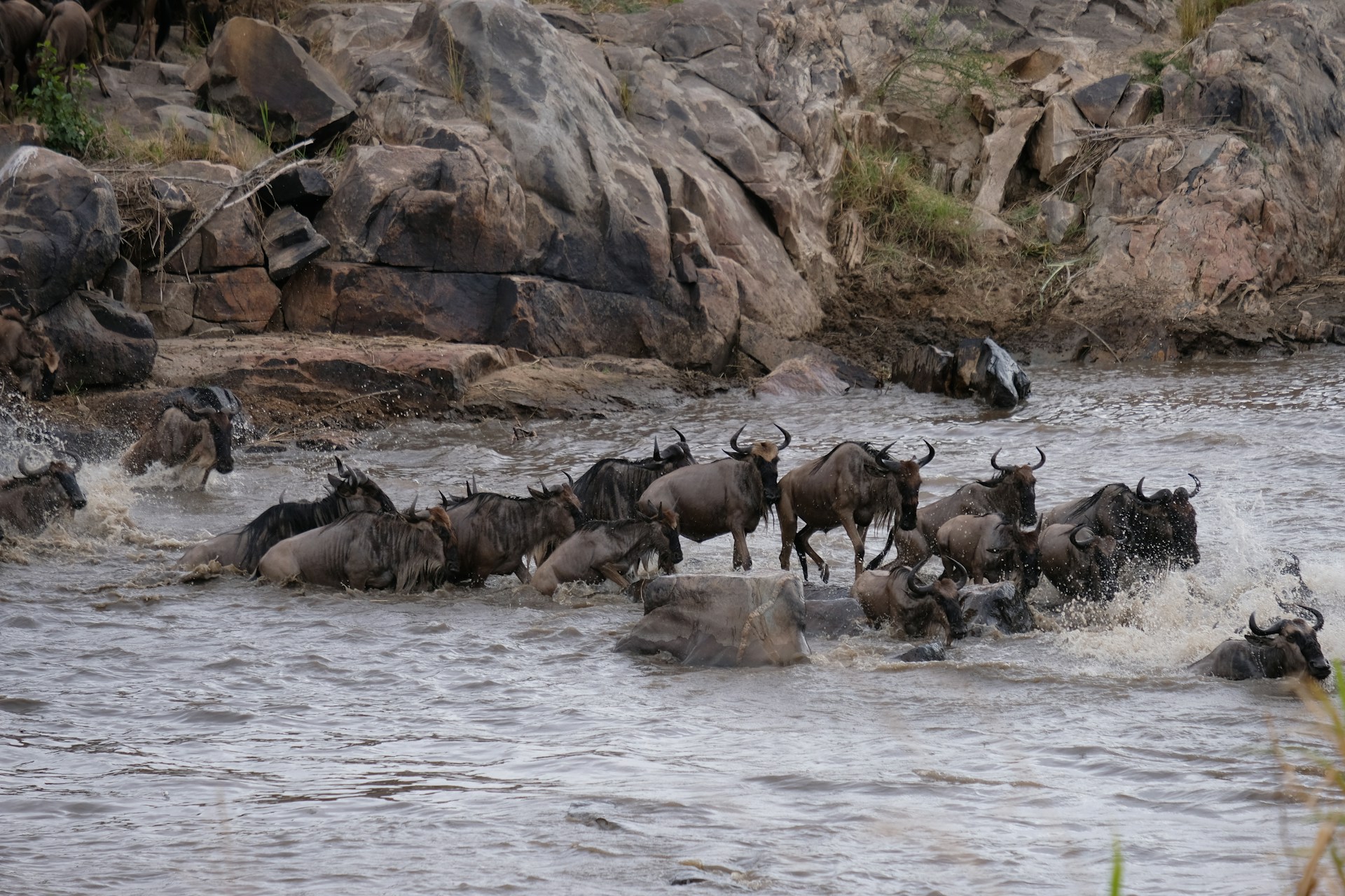 Great Migration Safari