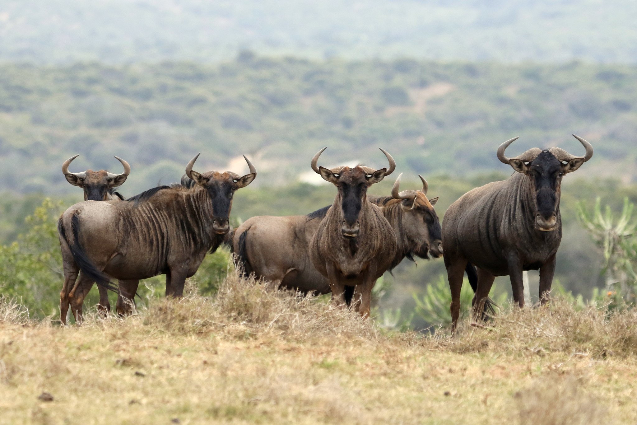 Do Wildebeest Always Cross at the Same Spots?