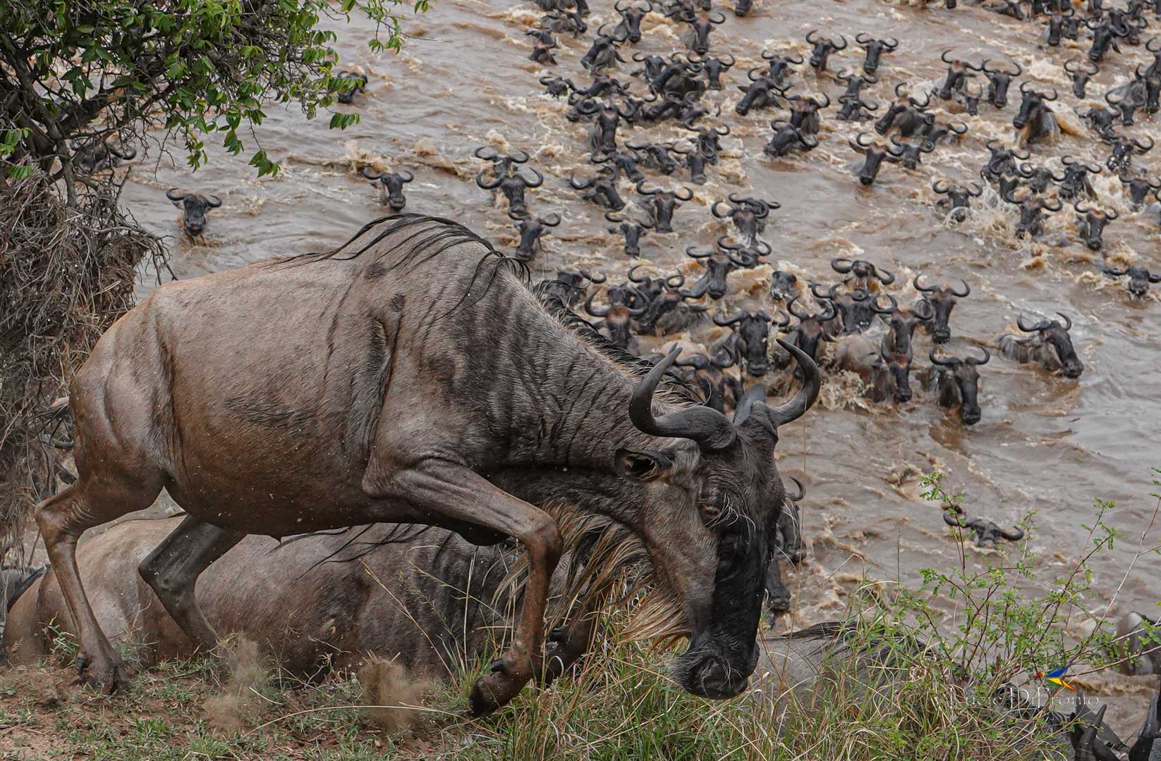Do Wildebeest Always Cross at the Same Spots?