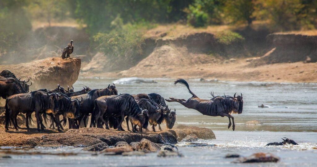 Do Wildebeest Always Cross at the Same Spots?
