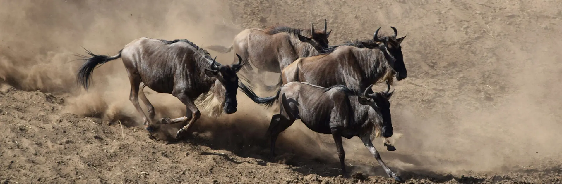  Great Migration Bookings 
