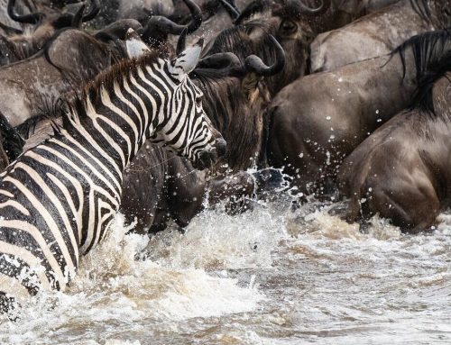 Great Migration Drone Footage