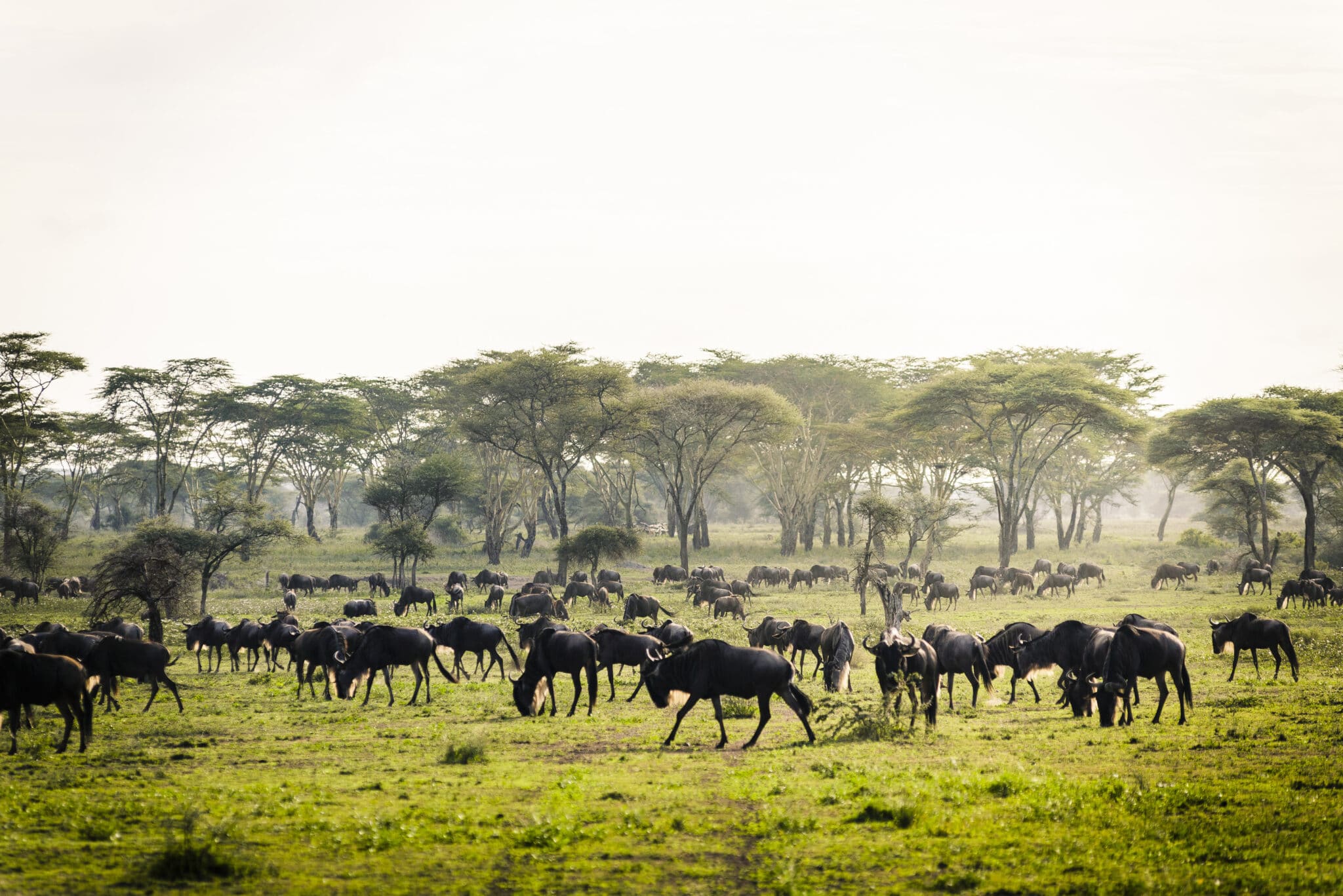 Great Migration Family Safari