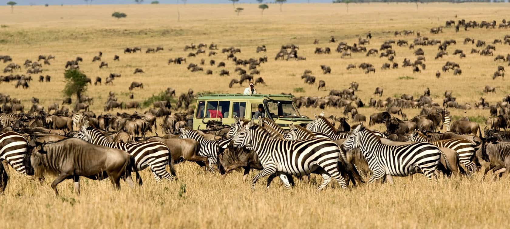 Great Migration Group Safari vs Private Tour