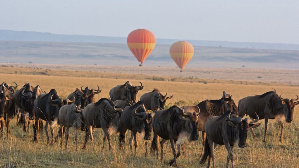 Great Migration Group Safari vs Private Tour