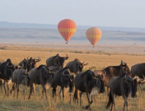 Great Migration Group Safari vs Private Tour