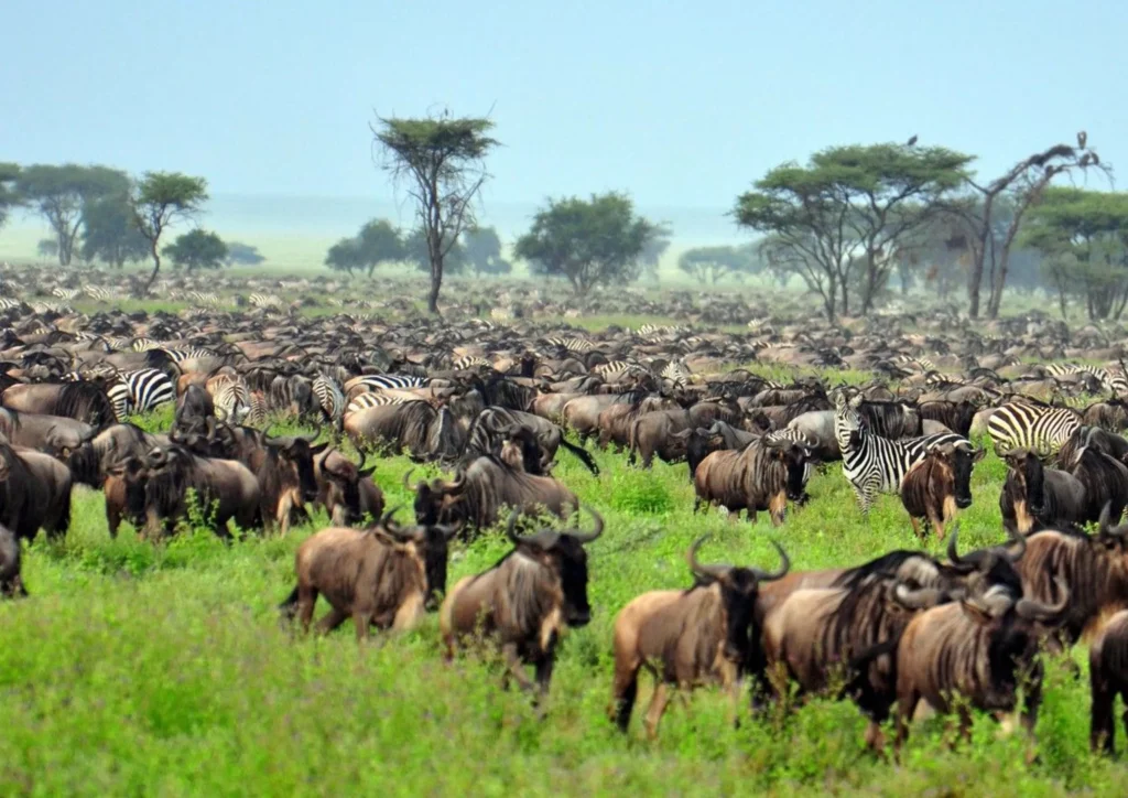 7-Day Great Migration Safari Itinerary from Nairobi