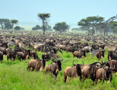 7-Day Great Migration Safari Itinerary from Nairobi