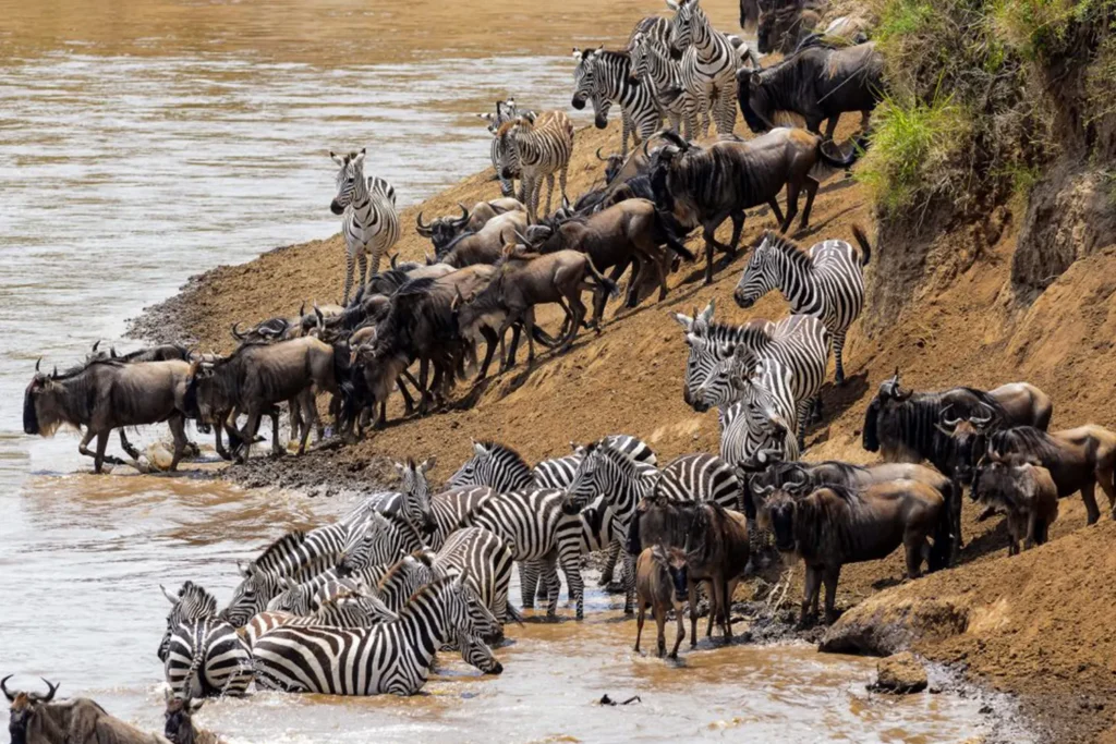 Great Migration Safari with Zanzibar Beach