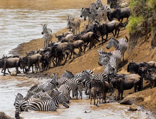 How to Combine a Great Migration Safari with Zanzibar Beach
