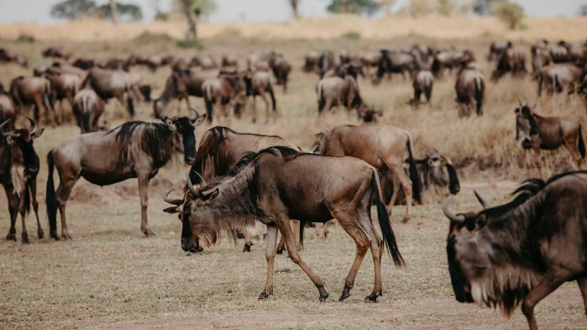 Great Migration Safari