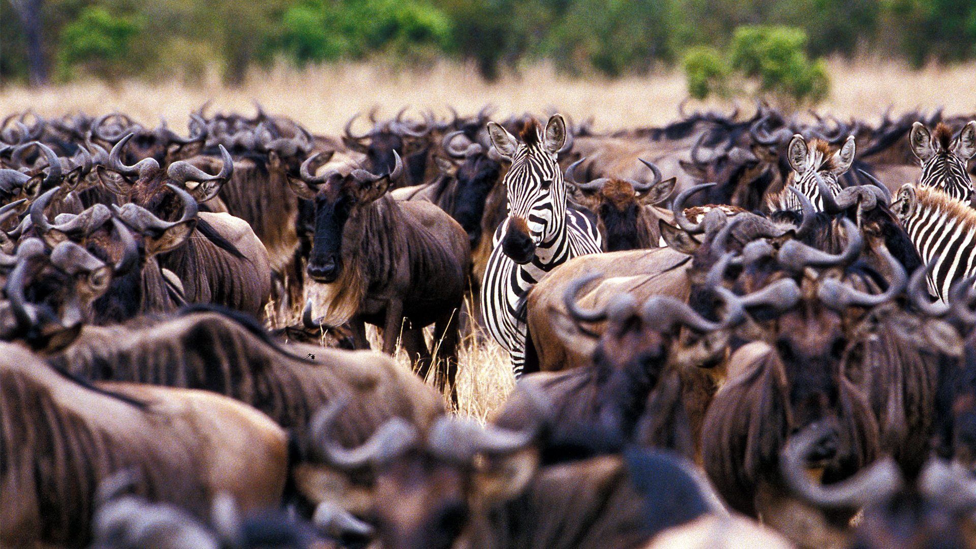 Great Migration Safari