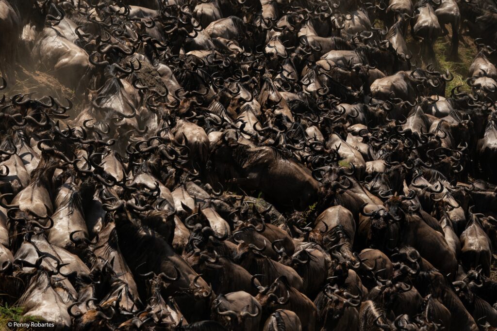 Great Migration Safari